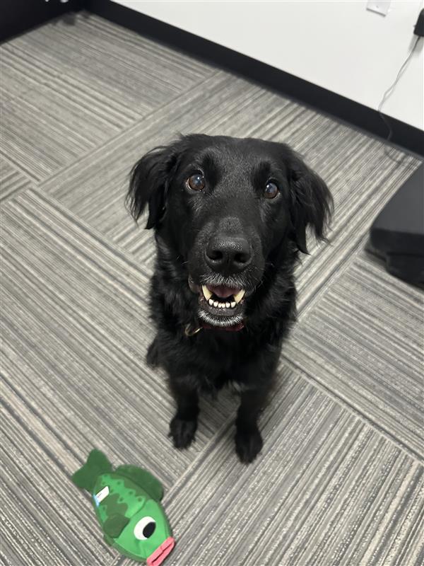 Firefly_Space's tweet image. While we're busy building rockets and spacecraft, our four-legged team members are providing the best kind of mission support – tail wags and belly rubs! #BringYourDogToWorkDay is every day here, one of the many perks of working at Firefly. Check out our open roles here:…