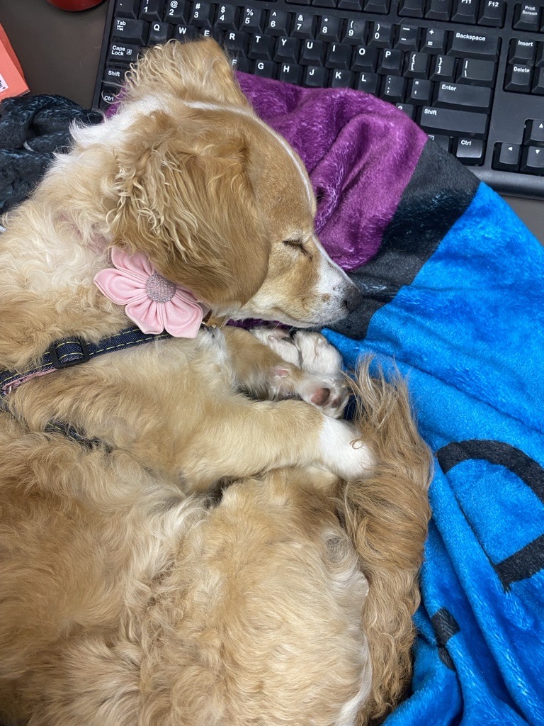 Firefly_Space's tweet image. While we're busy building rockets and spacecraft, our four-legged team members are providing the best kind of mission support – tail wags and belly rubs! #BringYourDogToWorkDay is every day here, one of the many perks of working at Firefly. Check out our open roles here:…