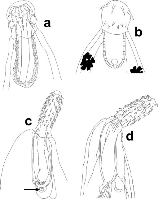 AmSocParasit's tweet image. New in the Journal of Parasitology:
Adult Thorny-Headed Worm Parasites of North American Herpetofauna: Checklist of Species and Identification Key to Families and Genera.
By Manuel de Luna, Luis A. Olivera, Diane P. Barton, and Roberto García-Barrios.
doi.org/10.1645/24-30