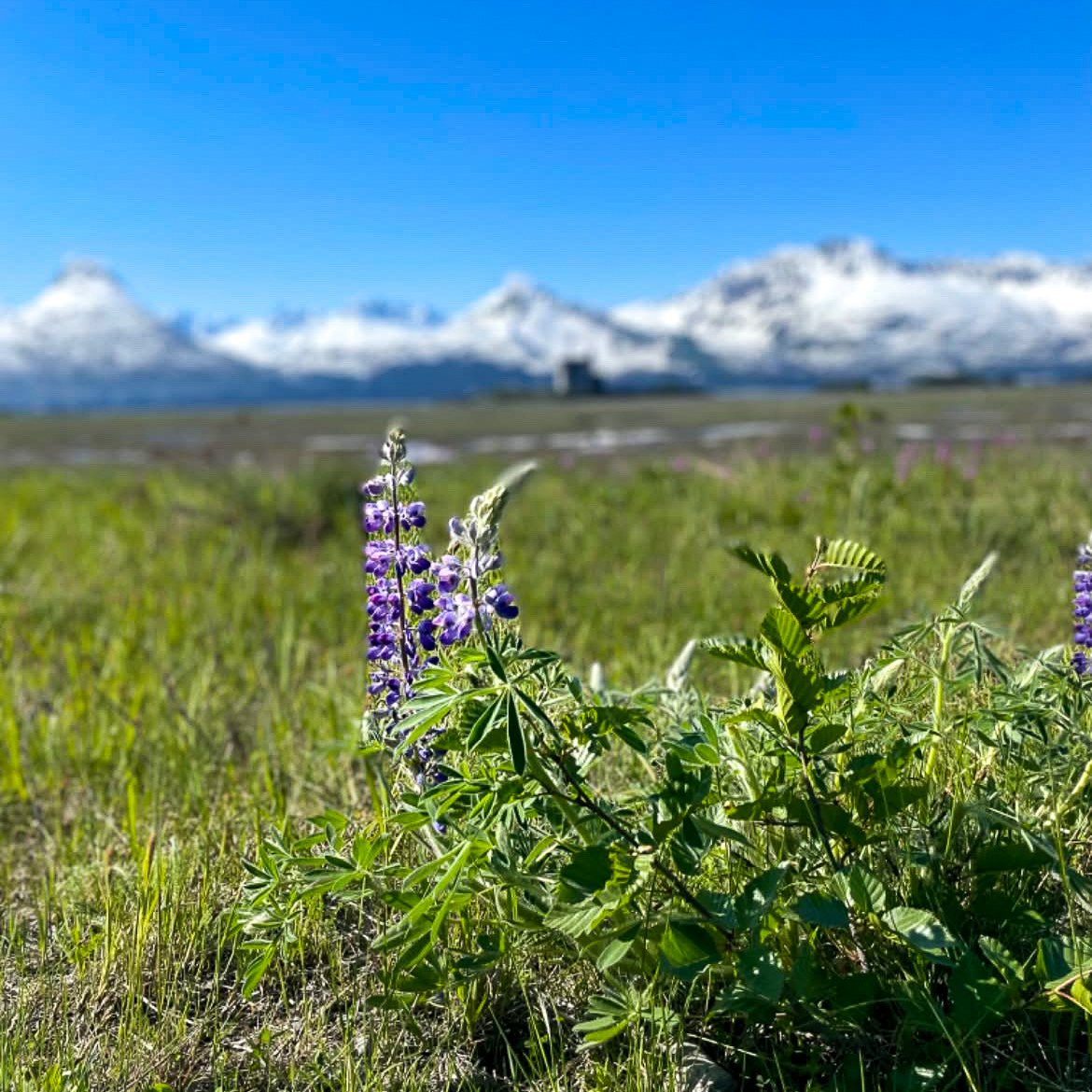 Happy #SummerSolstice from #PWSC!
The sun’s pulling an all-nighter — and so are we (but for fun this time). 📷

22+ hours of daylight = peak Alaskan energy.
Go outside. Read a book at midnight. Nap whenever. You've earned it.
#MidnightSun #AlaskaVibes #SunNeverSetsOnUs