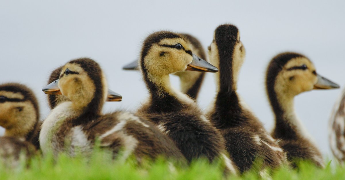 North Dakota’s 2025 spring breeding population survey reports fewer ducks and drier wetlands than last year. Overall numbers are down 9%, with mallards seeing a sharp 26% drop, the lowest count since 1993.

🔗 Read more: deltawaterfowl.org/whats-new/news…