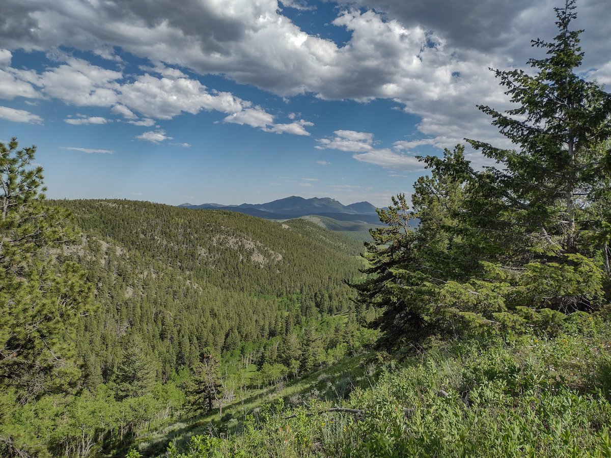 Pleasant walks near home in the Rocky Mountains. Wildflower season is kicking off. 
#Colorado #coloradolife #rockymountains #wildflowers #hiking #NatureTherapy #NatureLover #explore #SummerVibes #firstdayofsummer #FridayFeeling