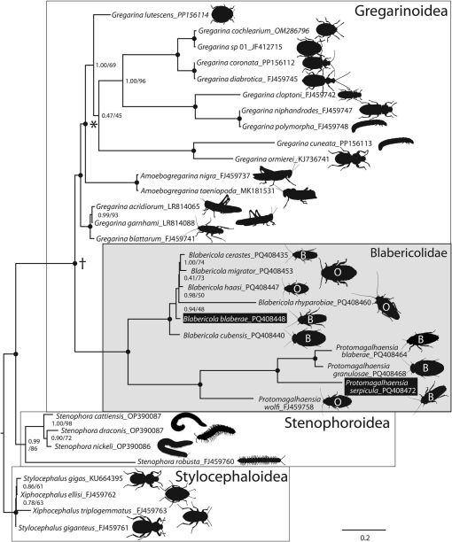 AmSocParasit's tweet image. New in JP:
Integrating Molecular & Morphological Methods for Gregarine Species Delimitation: A Revision & Phylogeny of Blabericolidae w/Recognition of New Species of Blabericola & Protomagalhaensia Infecting Guyana Spotted Cockroach
By Clopton & Clopton
doi.org/10.1645/25-4
