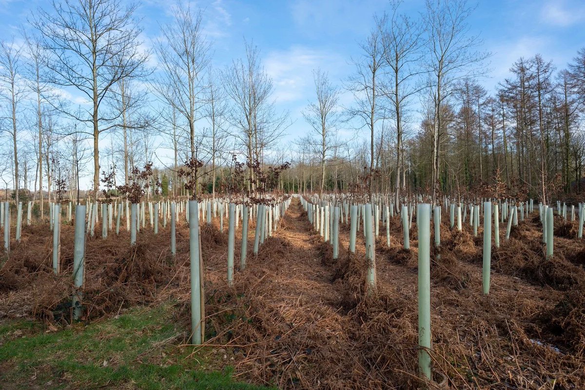 Guest post: Why the global area for regrowing trees is 71% smaller than thought | Dr Susan Cook-Patton and Kurt Fesenmyer

Read here: buff.ly/hWVJApO