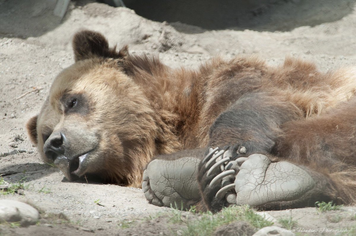 Sleepy Grizzly Bear, Toronto Zoo, Toronto, Ontario, 🇨🇦 

I’m fascinated by how long the grizzlies claws are, but they have to be to dig up buried clams. 
Makes it a little harder for this bear type to climb trees high enough like a black bear can.

shonnahawkins.smugmug.com