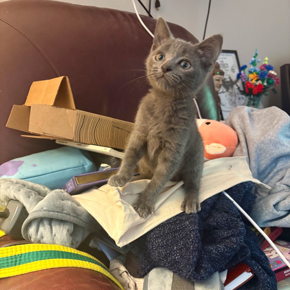 it’s the little one on a pile of stuff!