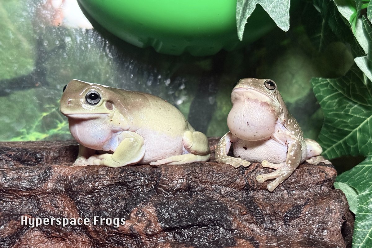 HyperspaceFrogs's tweet image. Rodney and Hollus have been busy arguing over which Star Trek series is the best.