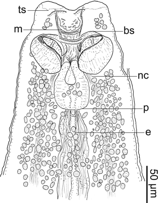 AmSocParasit's tweet image. New in the JP:
New Species of Axine Infecting Gill Lamellae of Atlantic Flyingfish in the Western Atlantic Ocean with Phylogenetic Analysis & Comments on the Female Genitalia of Axine Spp.
By Brule, Warren, Driggers III, and Bullard.
doi.org/10.1645/24-145