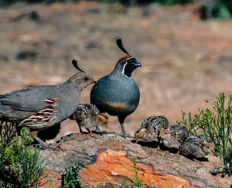 GambelerQuail's tweet image. “No one is using that land” Wrong, they are using it!