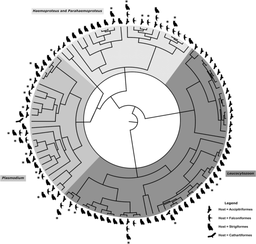 AmSocParasit's tweet image. New in the JP:
Molecular Survey of Haemosporidian Parasites in Hawks, Falcons, & Owls from Minnesota & North Dakota, w/Remarks on the Phylogenetic Relationships of Haemosporidians in North American Raptors.
By Bell, Driscoll, Achatz, Martens, & Vaughan.
doi.org/10.1645/25-16
