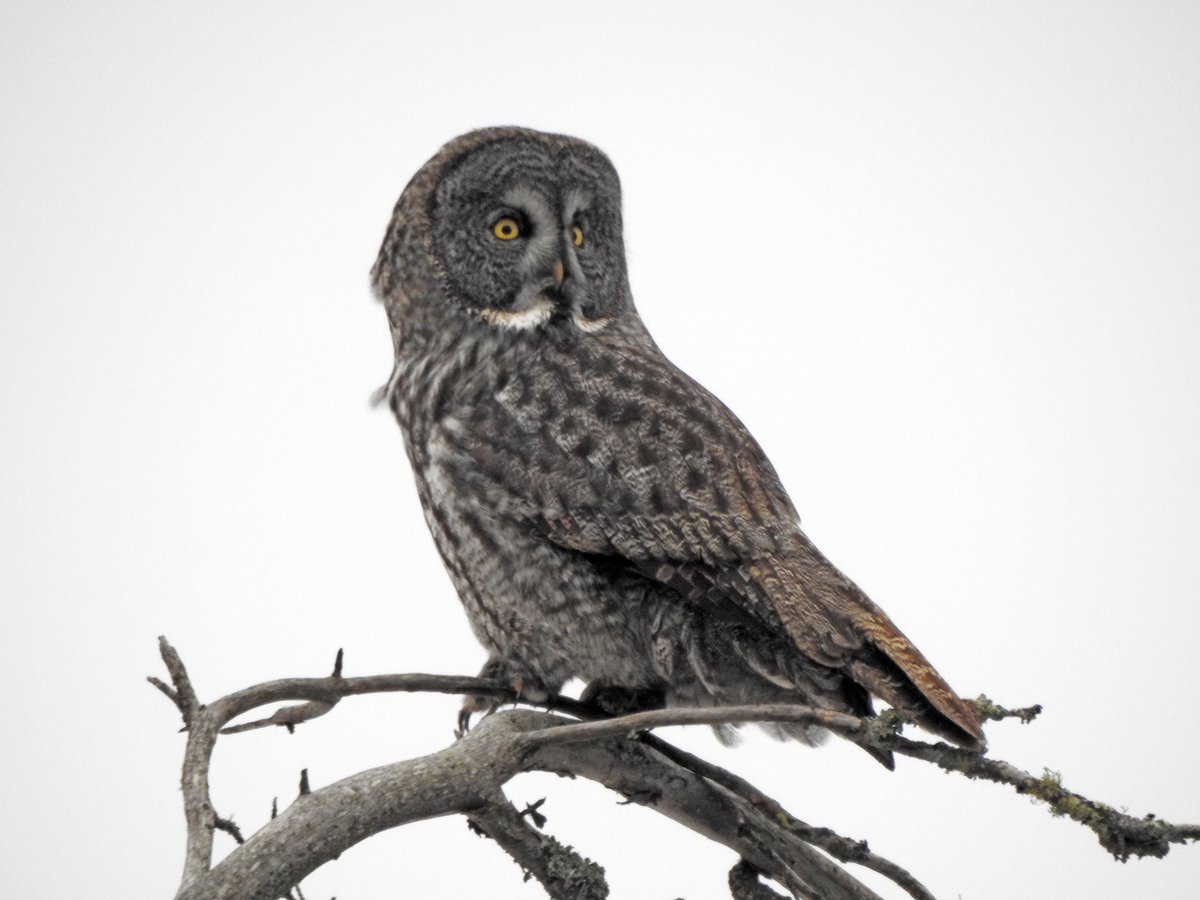 AmSocParasit's tweet image. New in the JP:
Molecular Survey of Haemosporidian Parasites in Hawks, Falcons, & Owls from Minnesota & North Dakota, w/Remarks on the Phylogenetic Relationships of Haemosporidians in North American Raptors.
By Bell, Driscoll, Achatz, Martens, & Vaughan.
doi.org/10.1645/25-16