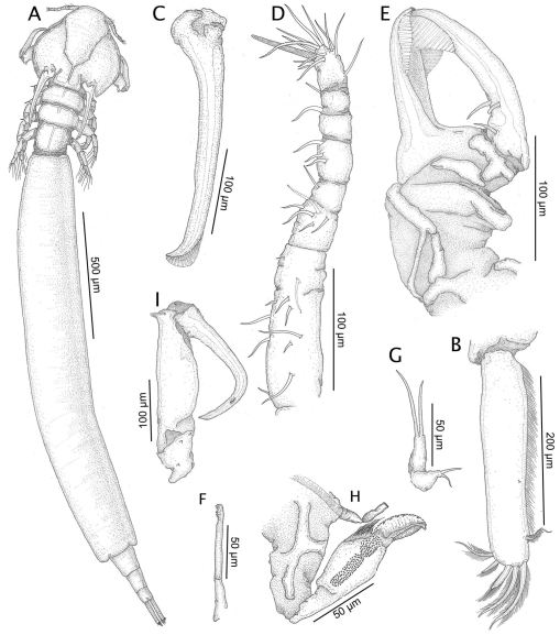 AmSocParasit's tweet image. New in the Journal of Parasitology:
A Systematic Revision of Kroyeria (Copepoda: Siphonostomatoida): Five New Species, 11 Redescriptions, and a Morphological Phylogenetic Analysis of the Genus.
By Gregory Deets, Geoffrey Boxshall, & James Bernot.
doi.org/10.1645/24-115