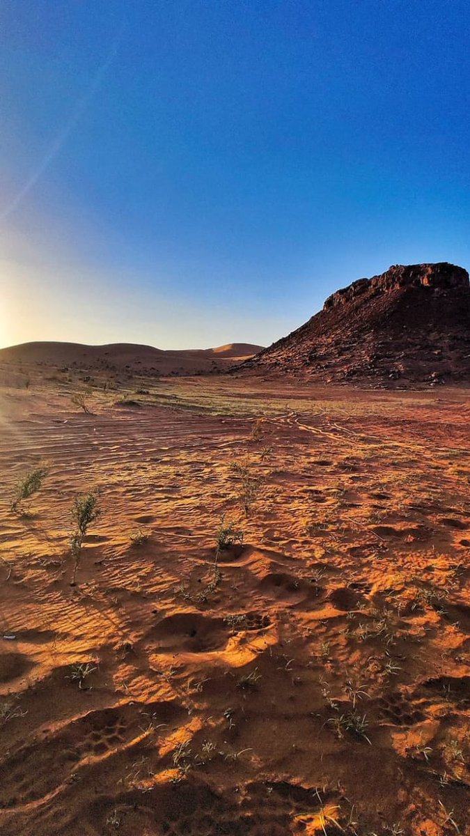 جمال الرمال تحت شمس الغروب لا يوصف 🌅🌵
#غروب_الشمس #الصحراء #طبيعة