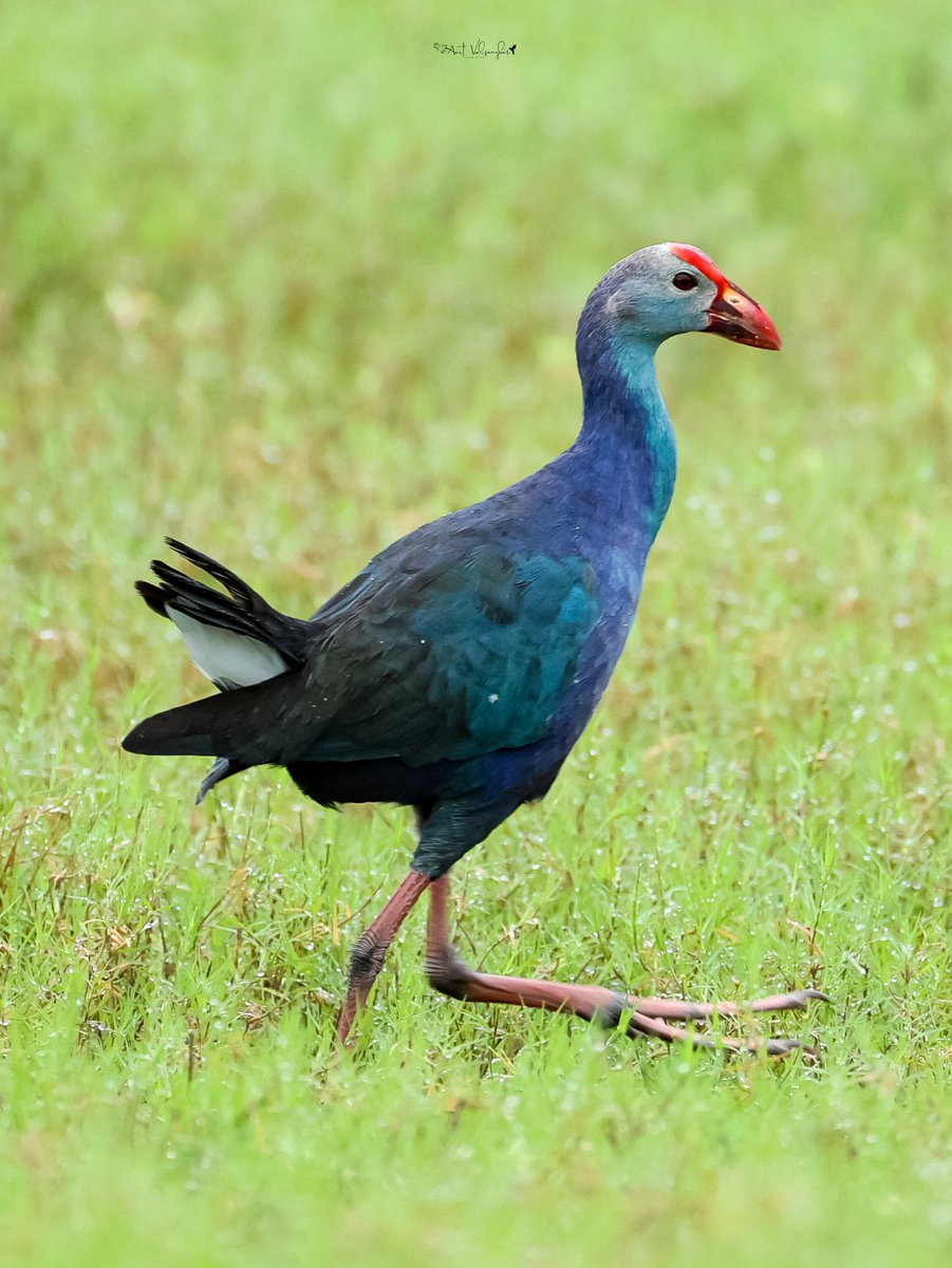 Grey-headed Purple Swamphen  #aves #forest #BirdsSeenIn2025 #IndiAves #ThePhotoHour #dailypic #birdphotography #NaturePhotography #canonindia #birds #canon <a href="/IndiAves/">IndiAves</a> #TwitterNatureCommunity #BirdsOfTwitter <a href="/NatGeoIndia/">Nat Geo India</a>  <a href="/Canon_India/">CANON India</a> #wildlifephotography #birds #grey #swamphen