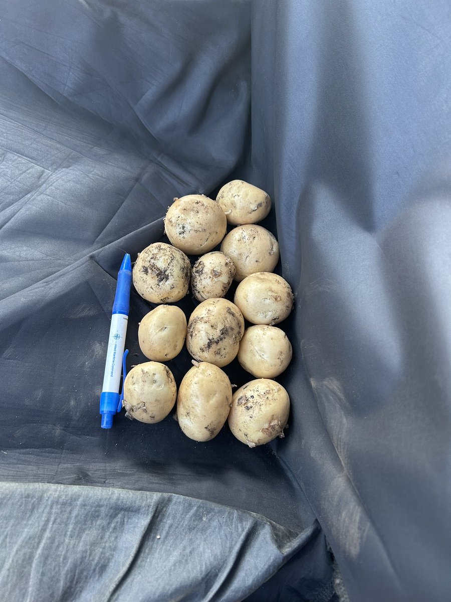 #supersagitta  <a href="/JasonBrain7/">Jason Brain</a> <a href="/HzpcUk/">HZPC UK🥔</a>