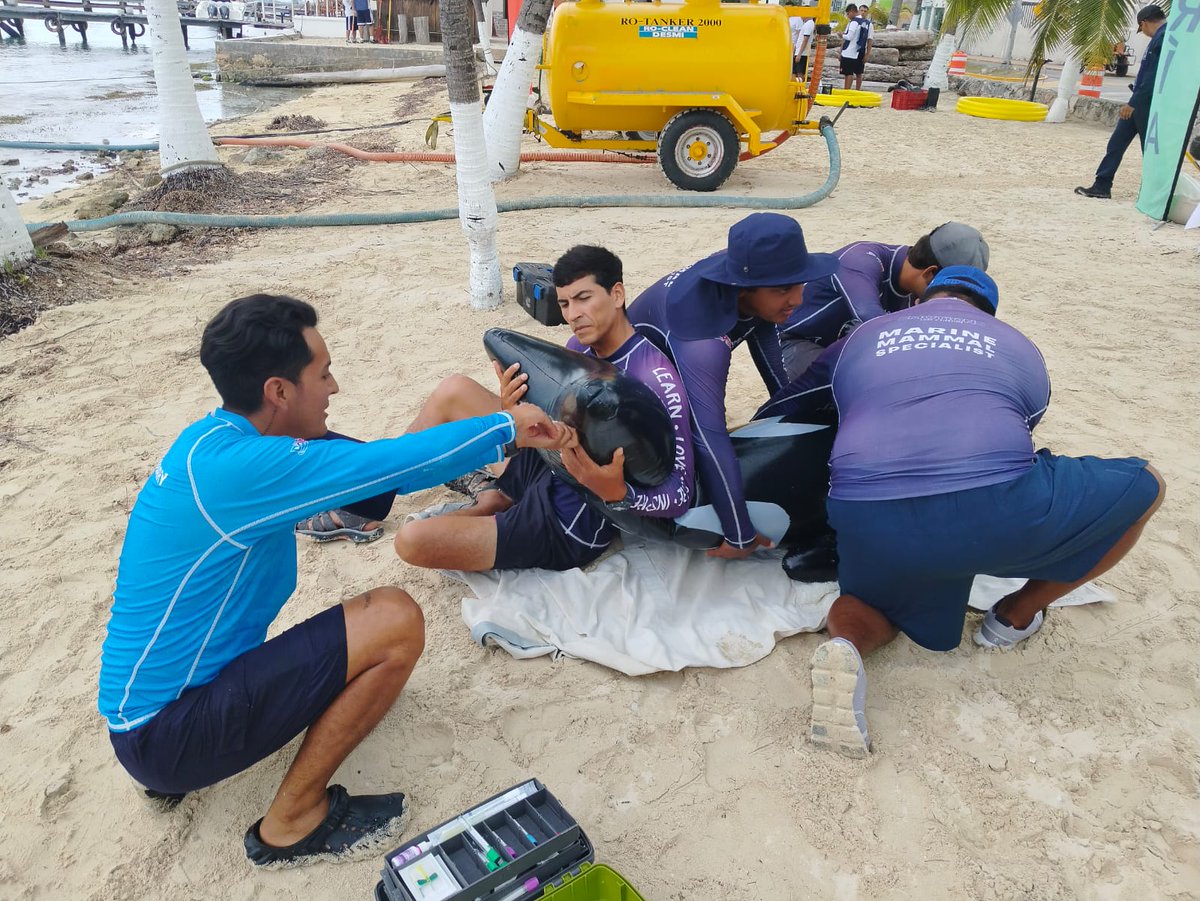 Dolphin Discovery Isla Mujeres recibió el reconocimiento por parte de la Secretaría de Marina por su valiosa e importante participación en el Simulacro Regional para la Atención de Derrames de Hidrocarburos y Sustancias Nocivas Potencialmente Peligrosas en Zonas Marinas