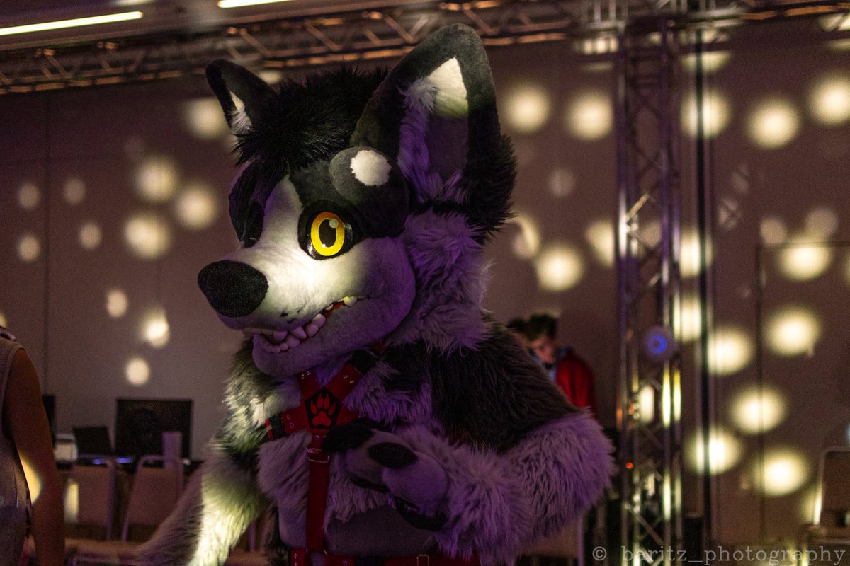 Party night until the moon shines.
🖼️ - <a href="/Baritz3/">Baritz💙</a>
#FursuitFriday #Furries #Furry