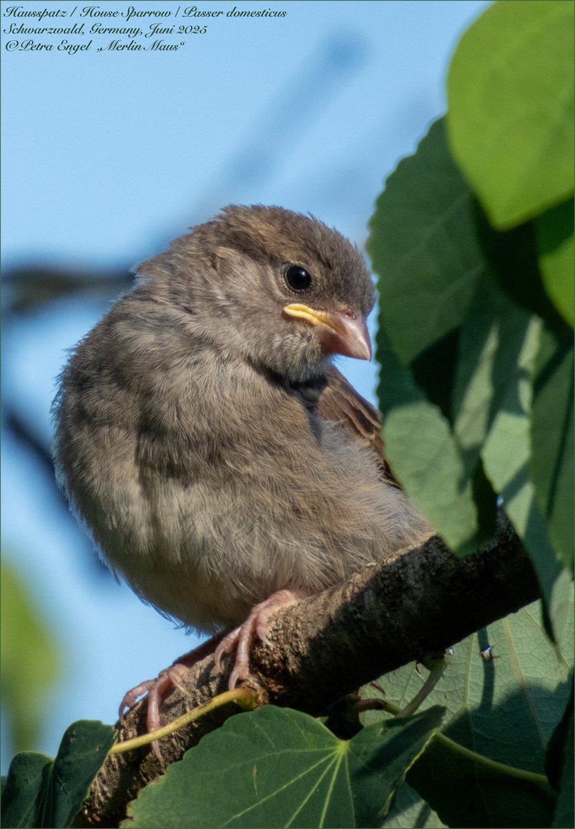 Merlinmaus's tweet image. Good Evening 🌘 from Germany  
Little House Sparrow fledgeling from our Garden.  

Have a beautiful Friday full of #birds
🇩🇪Hausspatz-Flüggling
#BirdLovers #TwitterNatureCommunity #NaturePhotography