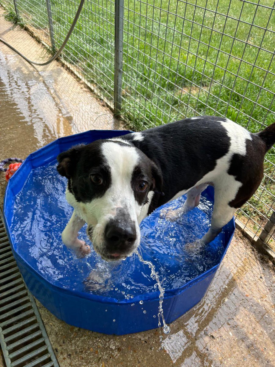 💛 A HUGE shoutout to our incredible Sanctuary Team 💛

These amazing humans have worked tirelessly, especially this past week, to keep every single dog in our care safe, cool, hydrated, and happy as the heat continues to rise.

With temperatures hitting 32°C tomorrow, the team