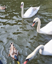 🚤✨ Last week, our wonderful Abbotsleigh Care Home residents set sail on the Kingfisher for a peaceful and picturesque afternoon along the River Medway! 

Read all about the wonderful day here: bit.ly/402cOKY

#CommunityWellbeing #NellsarCareHomes
