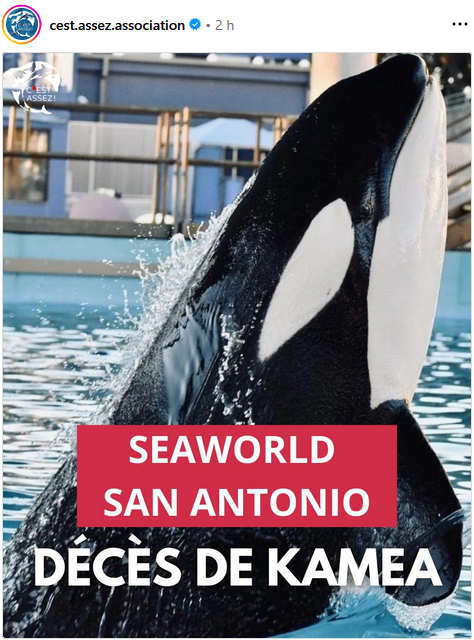 ChasseAbolition's tweet photo. #SeaWorld #SanAntonio - Décès de l’ #orque #Kamea.
https://t.co/nYGl4tDFKY https://t.co/CqMfOc6jIY