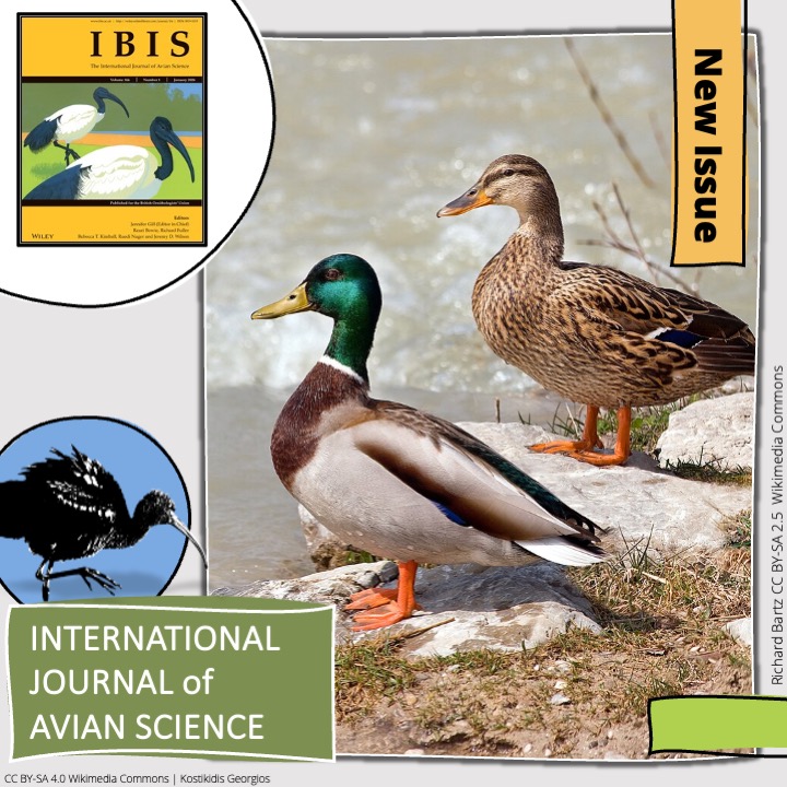 In the LATEST ISSUE of IBIS

Morphological differences between wild and game-farm Mallards (Anas platyrhynchos) in North America | onlinelibrary.wiley.com/doi/abs/10.111…

Susannah L. Halligan et al | #ornithology