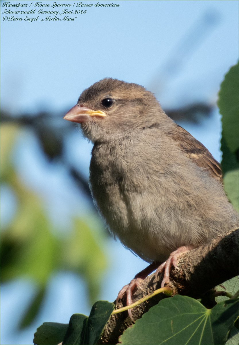N‘Abend🌘
Hausspatzenflüggling in unserem Garten 🥰 
Habt einen tollen Freitag Abend voller #vögel. 
🇬🇧 House sparrow fledgeling
#birds #BirdTwitter #BirdPhotography #BirdLovers #TwitterNatureCommunity #NaturePhotography #birding