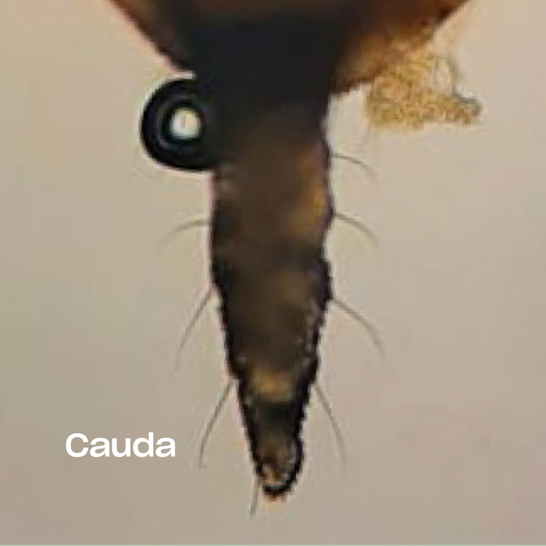 🟢 El pulgón verde de las solanáceas cambia de forma a lo largo de su vida: de huevo brillante a adulto alado o sin alas. ¡Y puede reproducirse sin machos! 😮

Conócelo a fondo y aprende a detectarlo a tiempo 
👉 koppert.mx/plagas-en-plan…
 #koppertmx