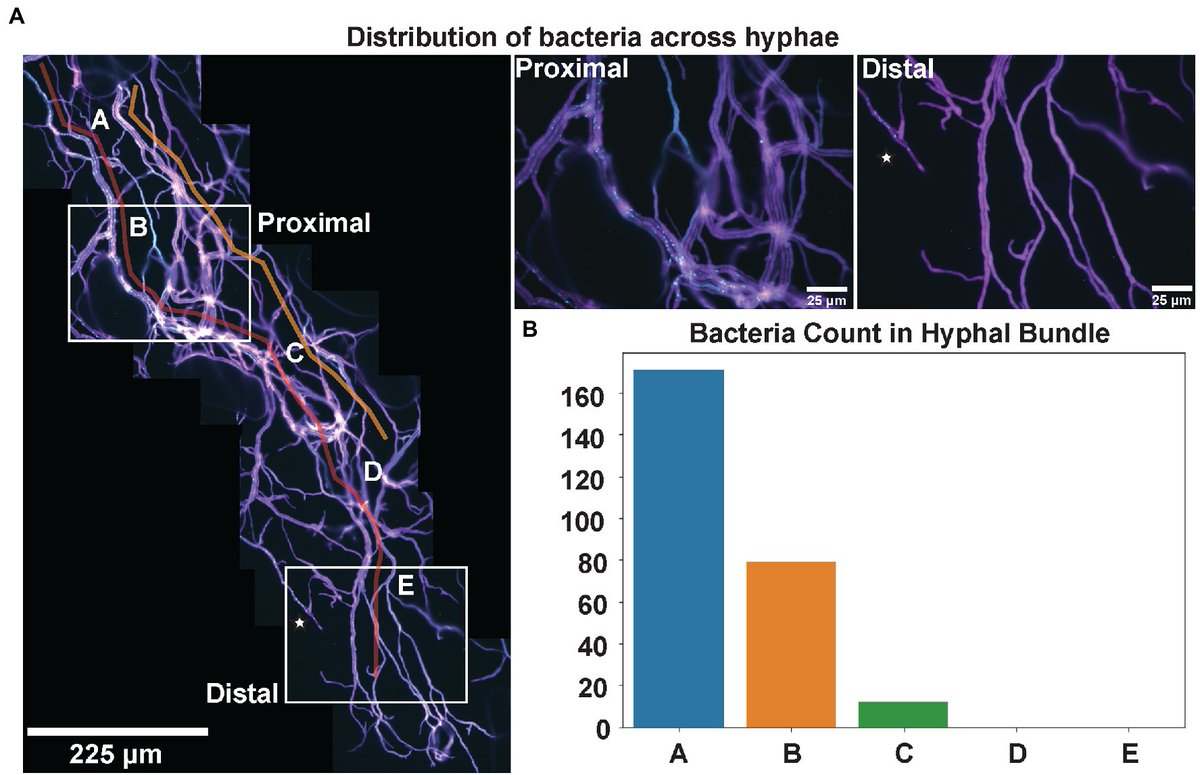HCRimaging's tweet image. #onlywithHCR: Illuminating Bacterial–Fungal Interactions with Intra-Hyphal Resolution
In an exciting study, Morales et al. explore the hidden world of bacterial–fungal interactions (BFI). While amplicon sequencing has hinted at co-occurrence patterns, the real challenge has been…