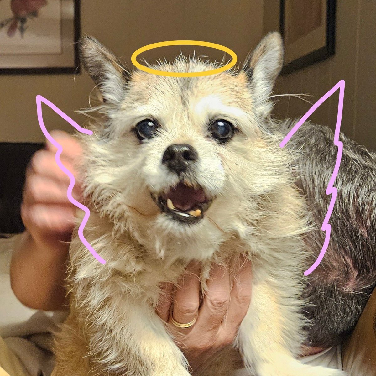 Pixie 💔😢🌈🌷 #BeKind