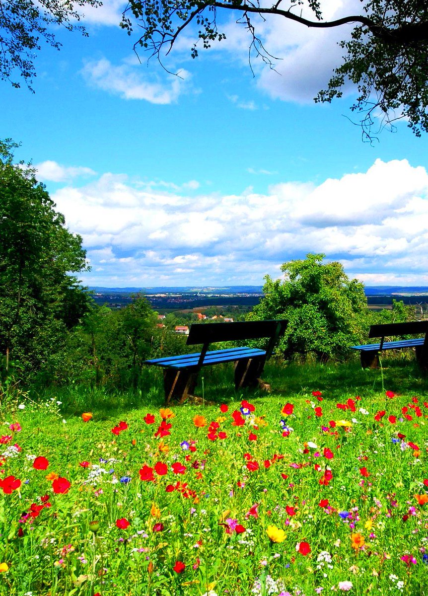 Benches for viewing the early summer bloom of poppies, black-eyed Susans and asters along the Scenic Vista Trail in Pennsylvania, US  🇺🇸