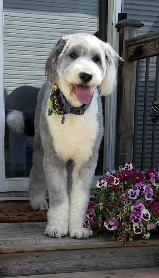 Hiya!! Before and after my new summer fur-do! Don’t worry…the toes is the before pic weren’t hurt in the grooming of the Sully monster 😂🐑🐶🐾😍
#oes
#FridayFeeling