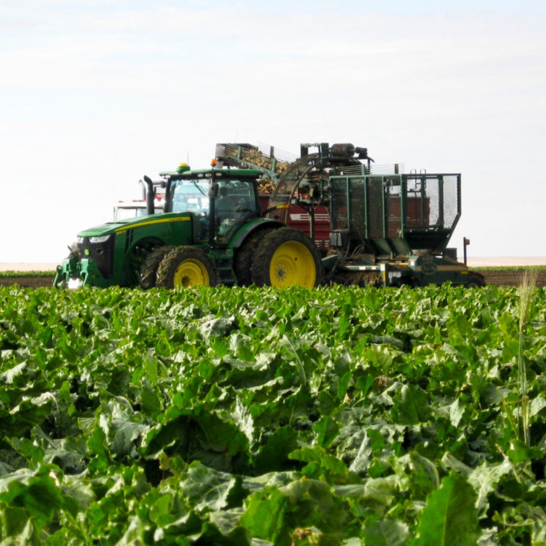 AbSugarBeetGrowers (@asbg) on Twitter photo Did you know that we use GMO seeds to bring you the most sustainably sourced sugar possible?  🌎♥ These seeds help us use less water, safer and fewer herbicides, and lead to greater yields so we can grow more with less! #ABSugar22 #Sustainable #GMOs #SugarBeets Did you know that we use GMO seeds to bring you the most sustainably sourced sugar possible?  🌎♥ These seeds help us use less water, safer and fewer herbicides, and lead to greater yields so we can grow more with less! #ABSugar22 #Sustainable #GMOs #SugarBeets