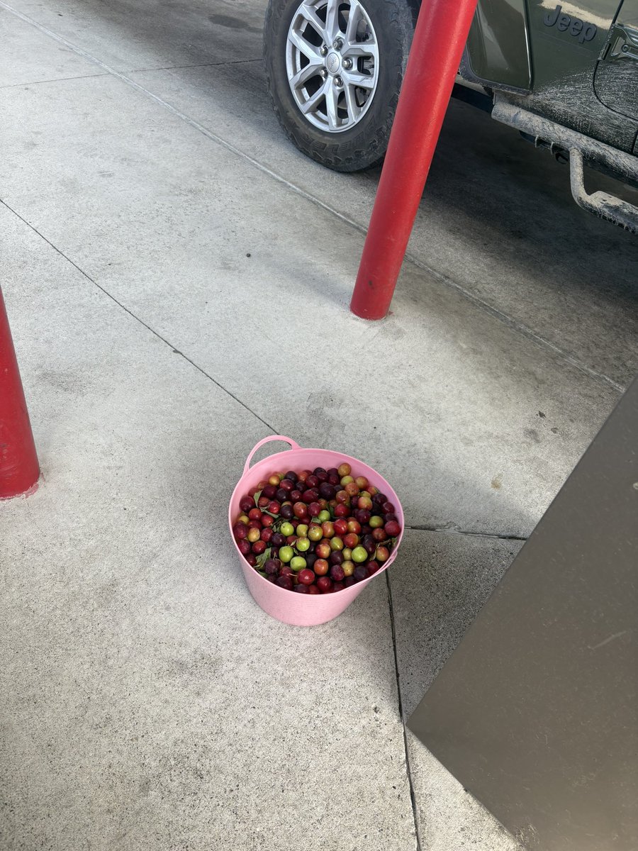 Gas station cherry bucket; smash or pass?