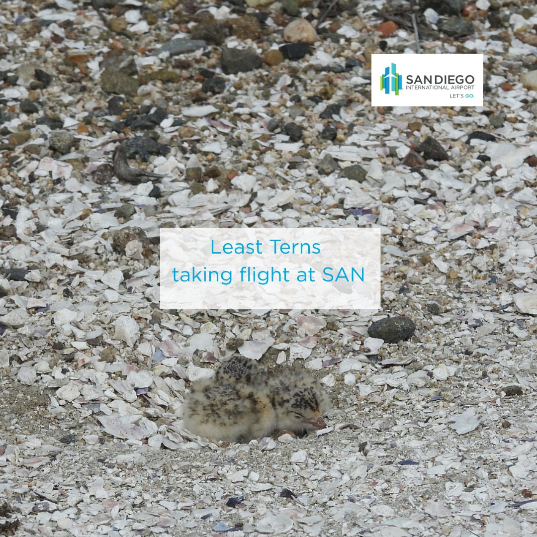 SanDiegoAirport's tweet image. Just in time for summer, we are pleased to announce the recent hatching of California Least Tern chicks at San Diego International Airport!
With five active nests now on-site, these endangered seabirds are thriving thanks to the dedicated conservation efforts at SAN.