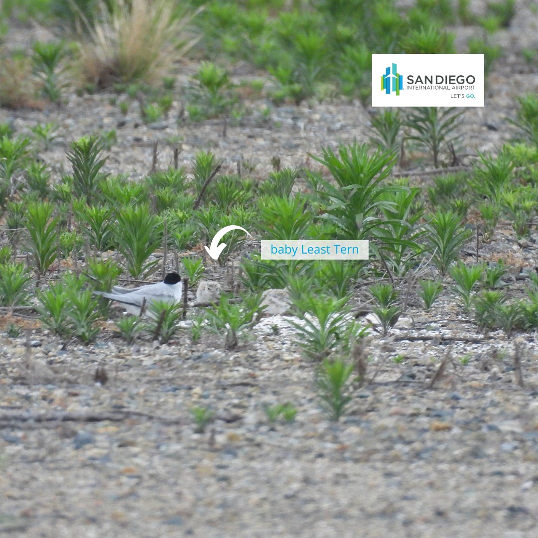 SanDiegoAirport's tweet image. Just in time for summer, we are pleased to announce the recent hatching of California Least Tern chicks at San Diego International Airport!
With five active nests now on-site, these endangered seabirds are thriving thanks to the dedicated conservation efforts at SAN.