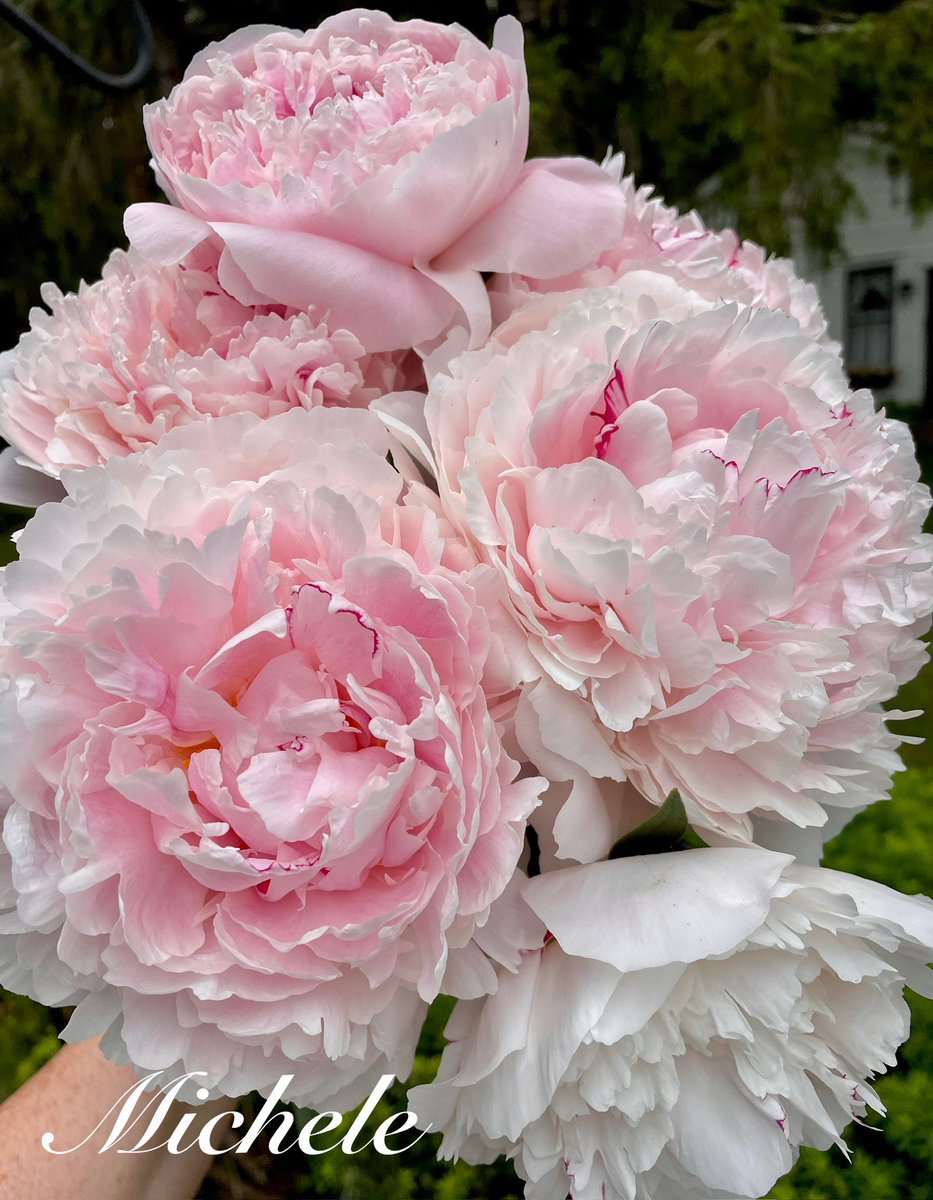 gingerartist1's tweet image. Happy Friday and Hello Summer! Have a great weekend! πΈππ #flowers #FlowersOnFriday #GardeningX #GardeningTwitter #gardening #MyGarden #FlowersOnX #FlowersOfX #flowerphotography #pinkfriday #flowerpictures #NatureBeauty #peony
