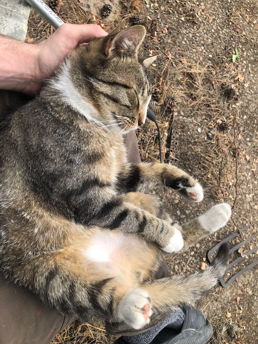 Timbukdrew (@timbukdrew1) on Twitter photo Yard work cat Yard work cat
