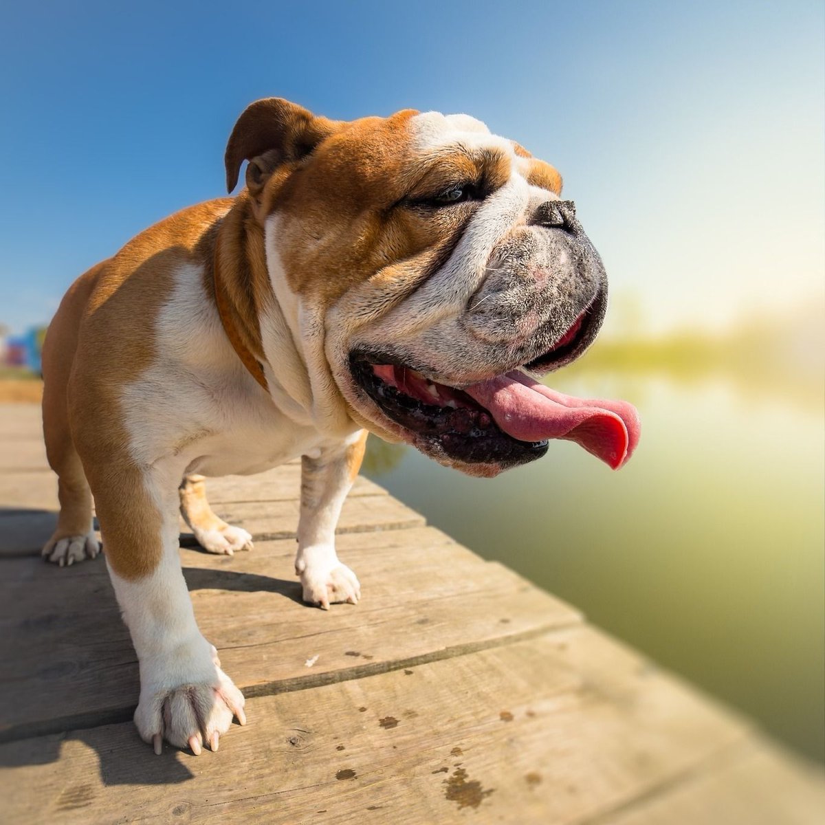 NEHumaneSociety's tweet image. extreme heat advisory in effect this weekend ⚠️ ☀️
remember...
- watch where you walk - hot concrete can blister paws
- have plenty of water and drink it often
- dogs can get overheated quickly, so limit exercise
- never leave a dog in a hot car!
stay safe everyone!