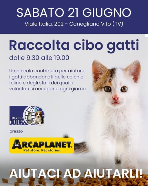 OipaTreviso's tweet photo. #sabato #20giugno #raccoltacibo @ #Arcaplanet #Conegliano (#vialeItalia 202)👉https://t.co/y0YNpcTnrm #gattini #gatti #kitten #trovatelli #animalrescue #protezioneanimali #Veneto #catlovers #coloniefeline #help #sos #cercafamiglia #kittens #animali #aiuto https://t.co/Sed8l3Rm2I https://t.co/yT9GGdLVuk