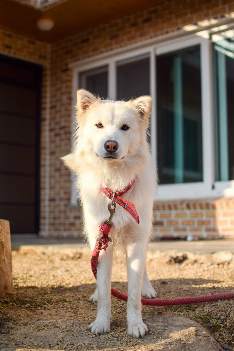 11년간 같이 살았던 반려견이 결국 먼 곳으로 가버렸습니다.
처음 병원에 갔을 때 상태가 너무 좋지 않았지만 치료를 받고 회복하는 모습에 안심을 했지만, 결국 어제의 면회가 함께하는 마지막 시간이 되버렸습니다.
제가 며칠만 더 빨리 병원으로 데려갔어야 했는데. 
못난 주인이라 미안해...