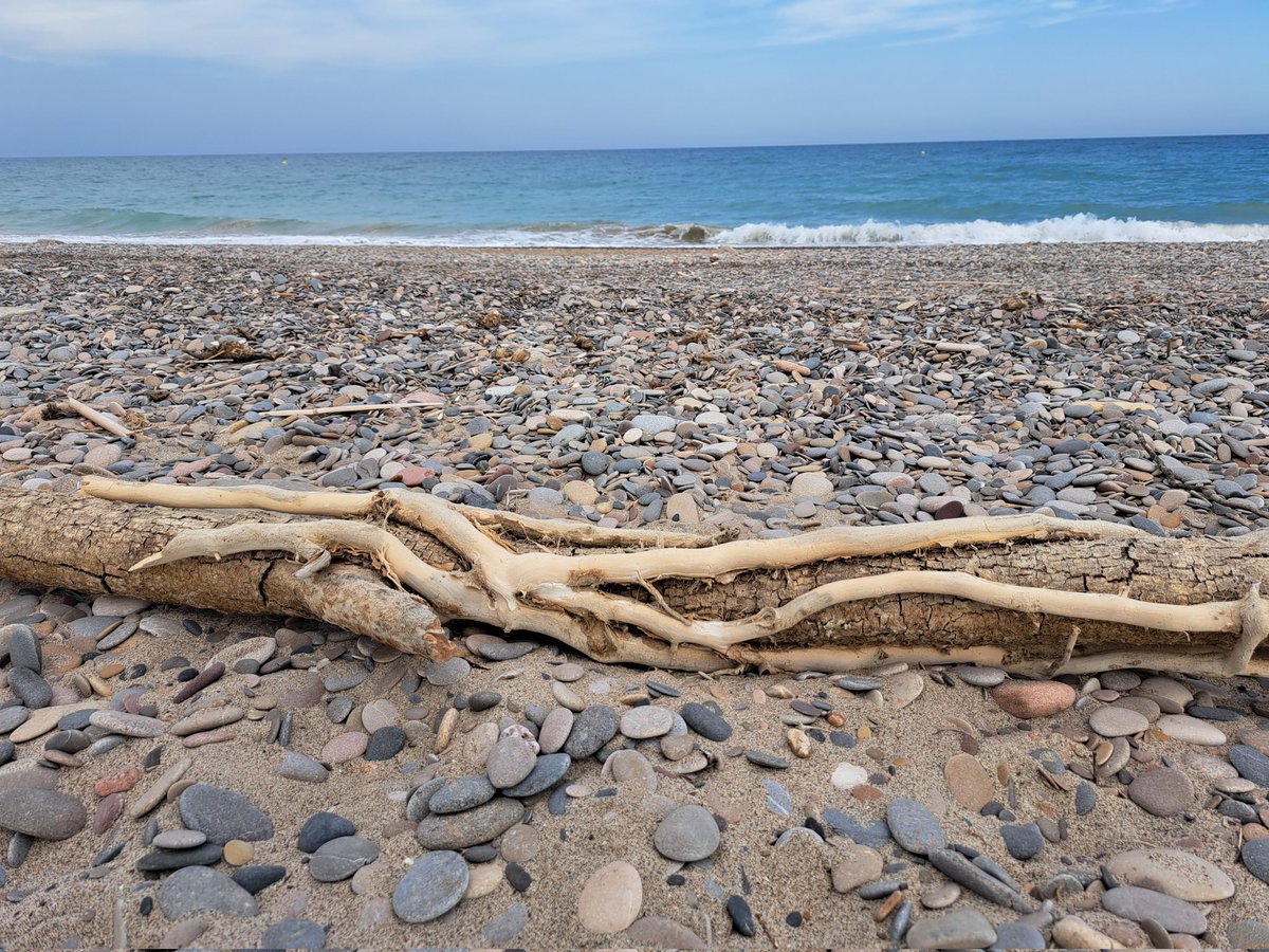 Elige bien tus compañeros de viaje. Algunos no te querrán soltar ni muertos.
Nadie se aferra más a su presa que una hiedra. Capaz de burlar, incluso, el "hasta que la muerte nos separe" y darse un viaje post mortem en compañía de su hospedador por la inmensidad de los océanos.