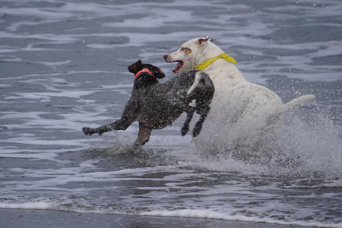 Denissejoanna's tweet image. Mi Maru 🐶  (la chocolate) captada en plena jugadera en Playa Venao 🌊 #germanshorthairedpointer