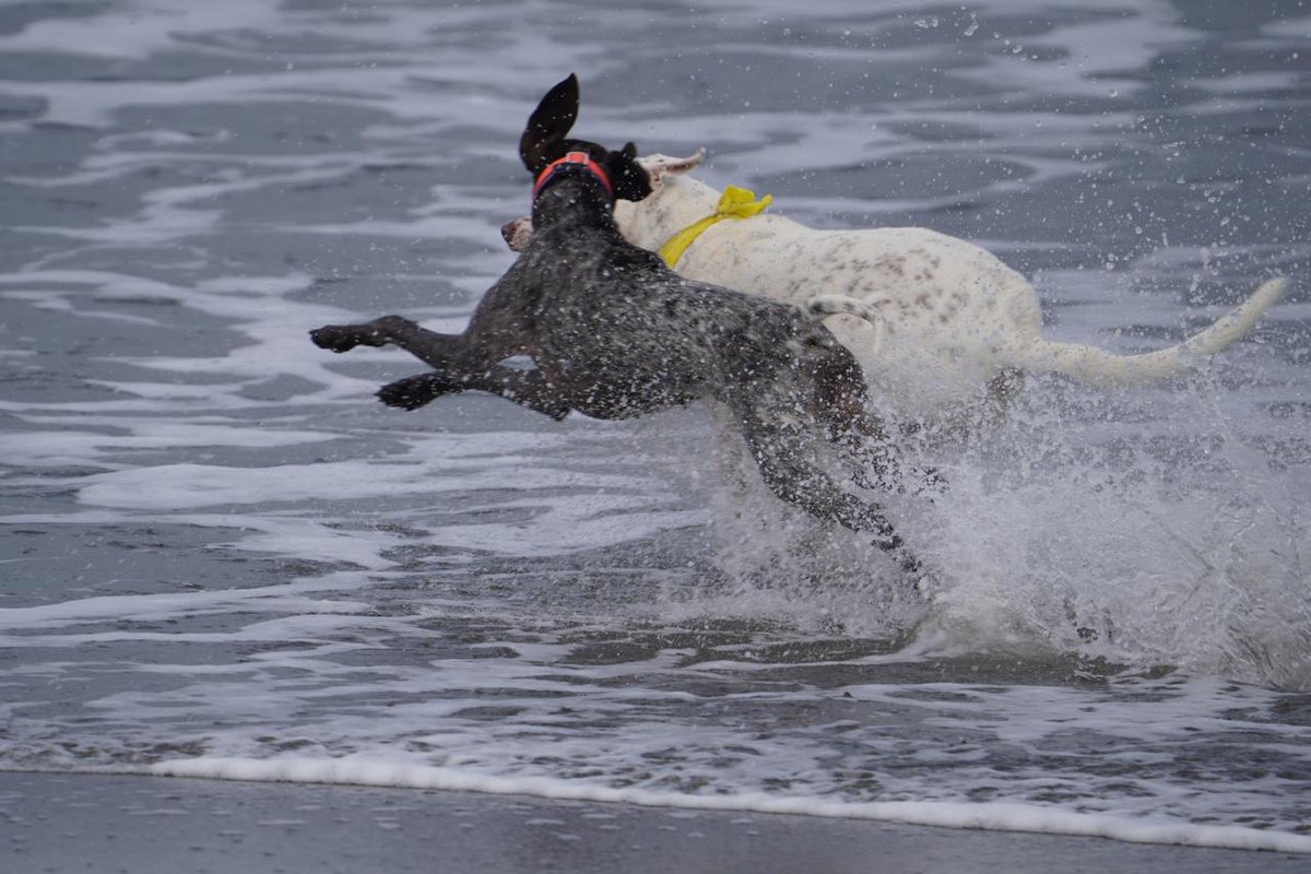 Denissejoanna's tweet image. Mi Maru 🐶  (la chocolate) captada en plena jugadera en Playa Venao 🌊 #germanshorthairedpointer