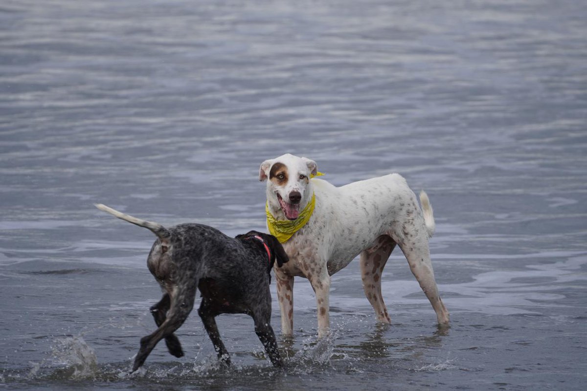 Denissejoanna's tweet image. Mi Maru 🐶  (la chocolate) captada en plena jugadera en Playa Venao 🌊 #germanshorthairedpointer
