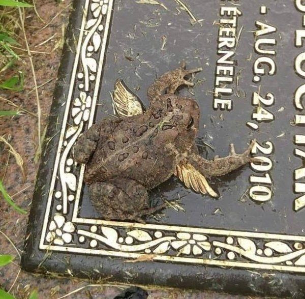 No Context Frogs tweet media