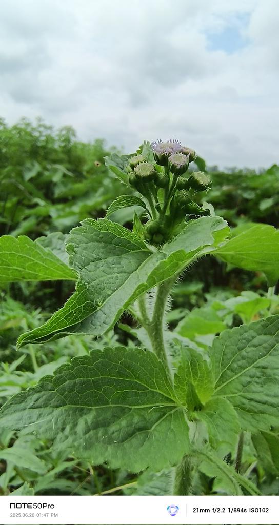 MakhonBarman's tweet photo. #Instant
#1Repost
Ageratum conyzoides

ঔষধি গুণাবলি নিম্নে উল্লেখ কর�� হয়েছে:
- ক্ষত নিরাময়
- ব্যথানাশক
- ত্বকের রোগ
- কৃমিনাশক
- জ্বর ও ঠান্ডা
- হজমের সমস্যা
- রোগ প্রতিরোধ ক্ষমতা বৃদ্ধি
ঔষধি গুণাবলি সাধারণত ঐতিহ্যবাহী চিকিৎসায় ব্যবহৃত হয়। https://t.co/tWwtvtiage