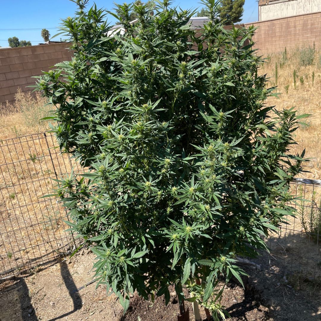 You don’t need a greenhouse to grow greatness. Just the right nutrients, a little knowledge, and a lot of love. #plants #greenthumb