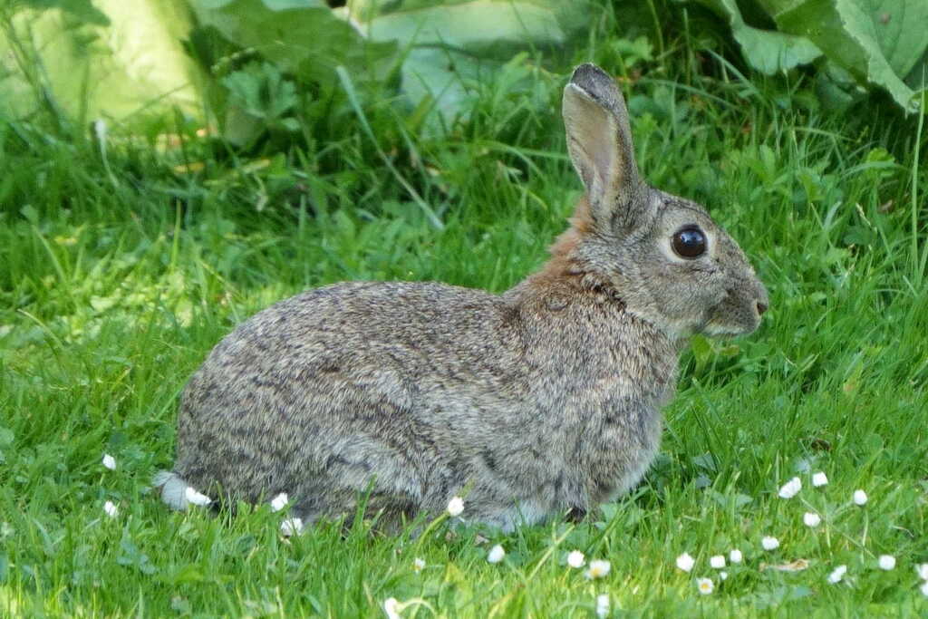 WorldLagomorph's tweet image. Researchers analyzed rabbit populations across Indonesia, using morphometrics and genetic markers to assess diversity. Results showed significant regional variation, offering valuable insights for breeding and conservation of Oryctolagus cuniculus.
doi.org/10.24036/tg.v5…