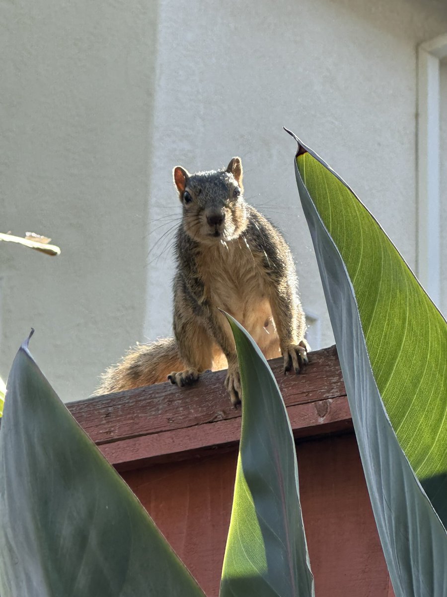 squirrelbuzz's tweet image. Wants to know why her curbside delivery isn’t ready yet. #squirrelcafe ☕️🐿️ #squirrels #squirrelscrolling